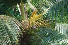 Cocos nucifera